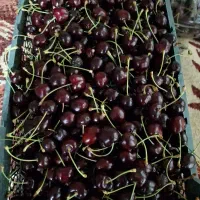 گیلاس پیوندی