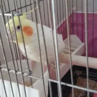 عروس هلندی سفید سخنگو|پرنده|تهران, شهرک آزمایش|دیوار