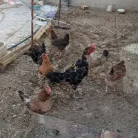 9عدد مرغ محلی تخم گذار و1عددخروس لاری