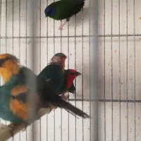 فنج طوطی وار|پرنده|اصفهان, ارغوانیه|دیوار