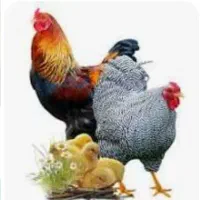 پرنده