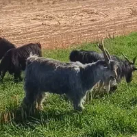 نربز چال ترکی