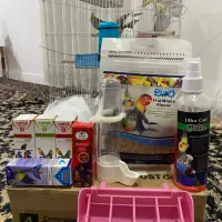 یک جفت عروس هلندی مولد-همراه با جوجه‌-لوازم تکمیل|پرنده|کلاچای, |دیوار