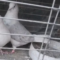 کفتر پشدار گمشده جوجه داره امانته