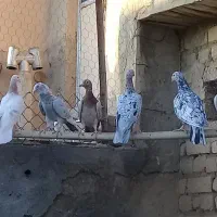 کبوتر نامور|پرنده|قزوین, |دیوار