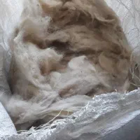 پشم گوسفند
