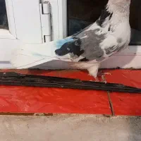 کفتر|پرنده|نهاوند, |دیوار