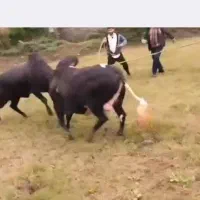 ورزا چالوسی بشرط ج پلمپ|حیوانات مزرعه|سنگر, |دیوار