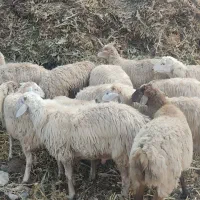 میش جوان