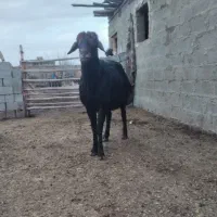 میش .بره ماده و بز