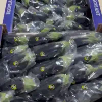 نیروی خانم بسته بندی