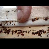 خدماتباغبانیوسمپاشیصفرتاصدبومهن پردیس مهراباد|خدمات باغبانی و درختکاری|رودهن, |دیوار