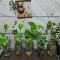 گل و گلدان