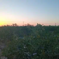 باغ پسته فروشی ۲ ساعت فیض اباد مه ولات|فروش دفتر صنعتی، کشاورزی، تجاری|بیرجند, |دیوار