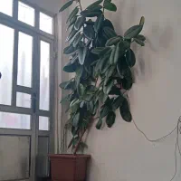 گل ۳متر بلند