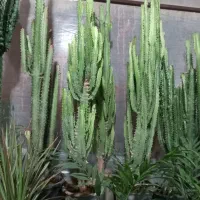 گل آپارتمانی یا گل خانه افروربیا|گل و گیاه طبیعی|زنجان, |دیوار