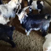 بزقاله تخمی دقلو|حیوانات مزرعه|صمصامی, |دیوار