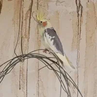 دوجفت عروس هلندی معاوضه