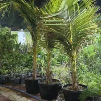 فروش اواع نهال مرکبات و نارگیل