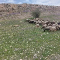 بره نرسبک بیابانی  عشایری