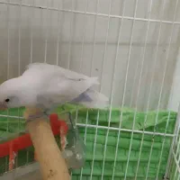 یک عدد کوتوله برزیلی|پرنده|ایرانشهر, |دیوار