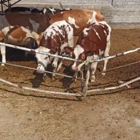 فروش ۲۰ راس تلیسه