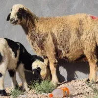 فروش یه راس شیشک میش بختیاری بره دار بره نر میباشد