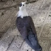 کفتر کلاغ. کله سفید . نر|پرنده|تربتحیدریه, رضاشهر|دیوار