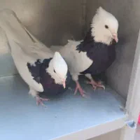 فروش یک جفت طوقی سیاه|پرنده|سمیرم, |دیوار