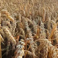 اجاره۷۰۰۰مترزمین کشاورزی آبی(غرقابی)