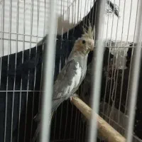 عروس هلندی نر