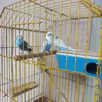 مرغ عشق جوان