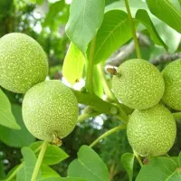 نهال گردو ۳ ساله سالم محلی