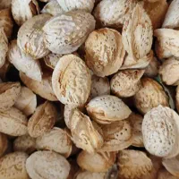 فندق.بادام.کشمش|خوردنی و آشامیدنی|گرگان, |دیوار