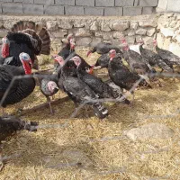 بوقلمون نر|حیوانات مزرعه|خوی, |دیوار