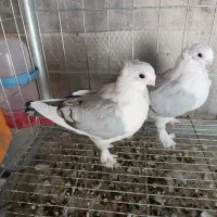 کبوتر زینتی