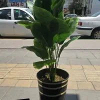 گلدان بزرگ ویک متری برگ برگ انجیری|گل مصنوعی|فردیس, فردیس|دیوار