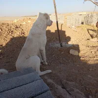 سگ گله|سگ|رضویه, |دیوار