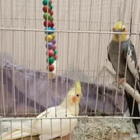 تعدادی عروس هلندی