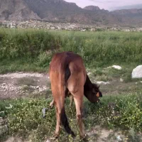 گاو برانسویسی چاق باگوساله ماده محلی