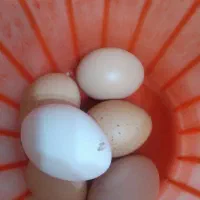 تخم مرغ محلی