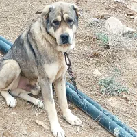 سگ پژدر|سگ|آشخانه, |دیوار