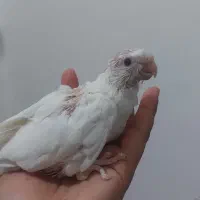 گهواره درحدنو