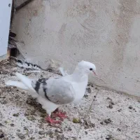 دوتا دوکت یا پشت آبی و کاغذی|پرنده|جم, |دیوار