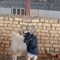 چپش دو بر