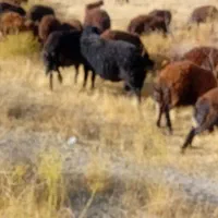 خریدو فروش گوسفند زنده|حیوانات مزرعه|تهران, علم و صنعت|دیوار