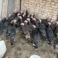 بوقلمون