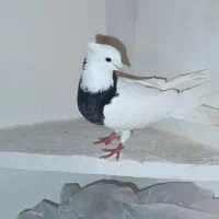 طوقی