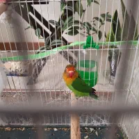 یک عدد طوطی نر