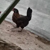 مرغ محلی اصل۵۵۰|حیوانات مزرعه|بندر دیر, |دیوار